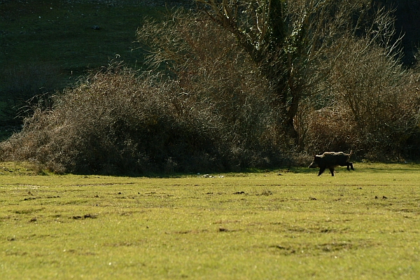 cinghiale